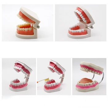 1 бр. Стоматологичен Модел на Зъбите на Aicc Демонстрационен Инструмент за Изследване на Модел на стандартния Модел на зъболекар за Обучение