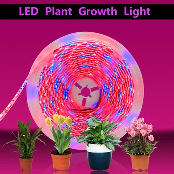 20 М LED Лампа за Отглеждане на Растения, Пълна Гама, Цветен фито-лампа, Водоустойчив за Оранжерии, Гидропонный Лампа за Растеж от + захранващ адаптер